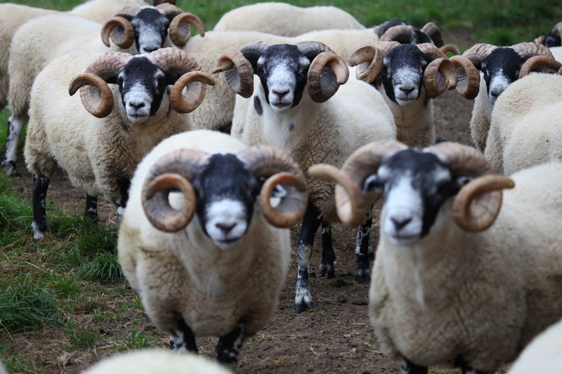 Trenearla Blackface Scottish Blackface Sheep Stock Sales